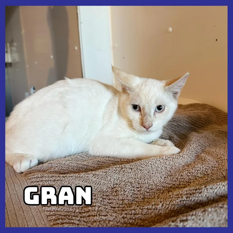 A baby medium-sized male Cream / Ivory Siamese cat named Gran for adoption in Glenwood, MN