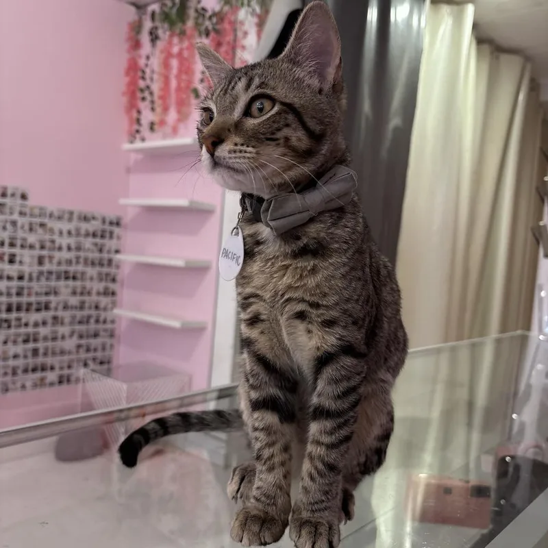 A baby small-sized male Brown / Chocolate Domestic Short Hair cat named Pacific for adoption in Fairfax Station, VA