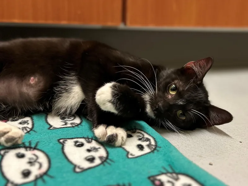 Roulette thumbnail 2