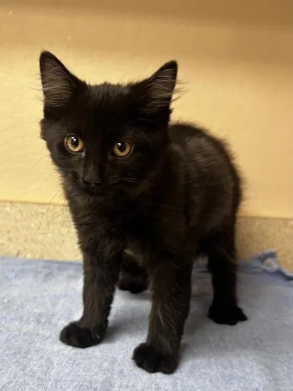 A baby small-sized male Domestic Medium Hair cat named Cosmo for adoption in Phoenix, AZ