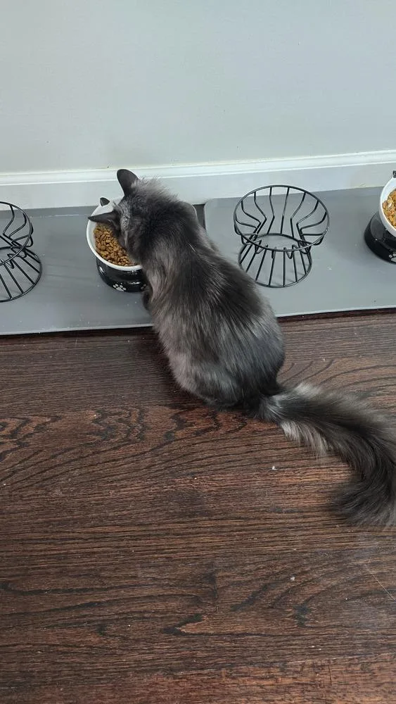 A young medium-sized female Black Domestic Long Hair cat named Merlot for adoption in Clinton Township, MI
