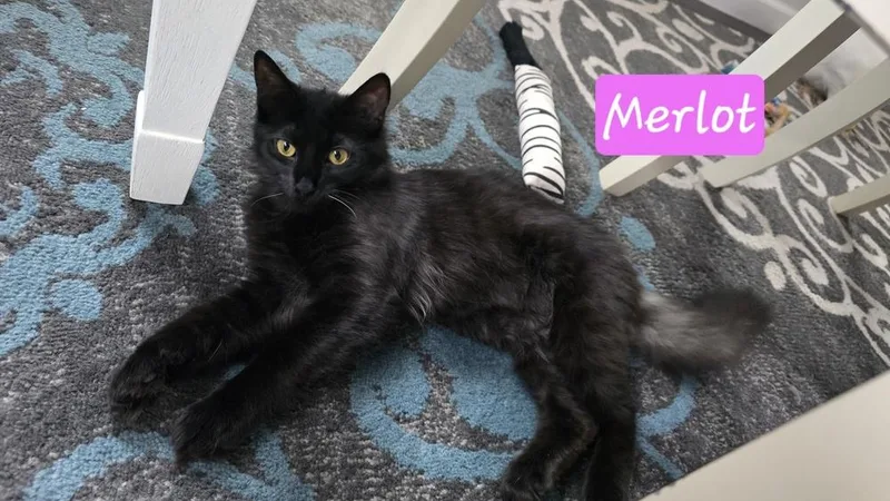 Merlot thumbnail 5