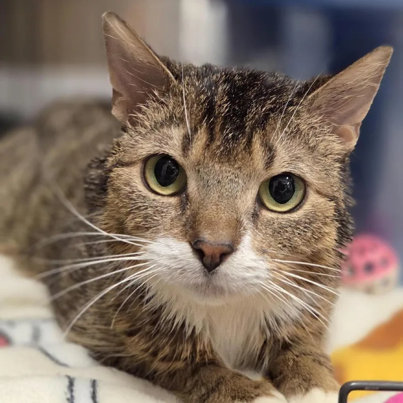 An adult small-sized female Brown / Chocolate Domestic Short Hair cat named Ivy for adoption in Pittsford, VT