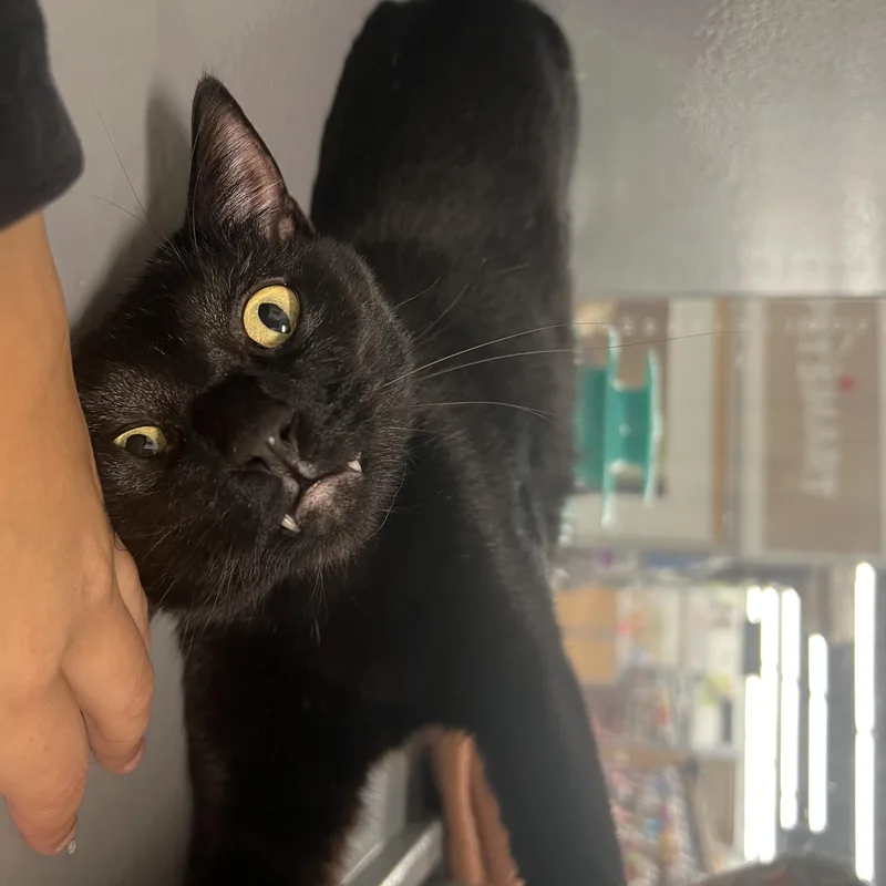 Mario & Luigi thumbnail 3