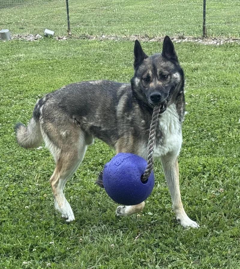 Napawleon H thumbnail 3