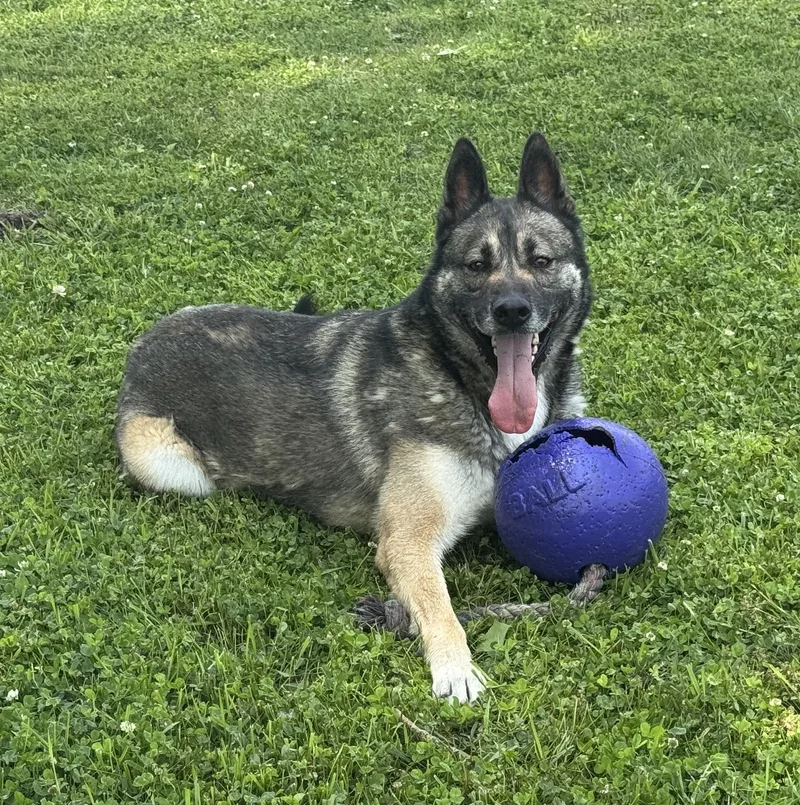 Napawleon H thumbnail 4