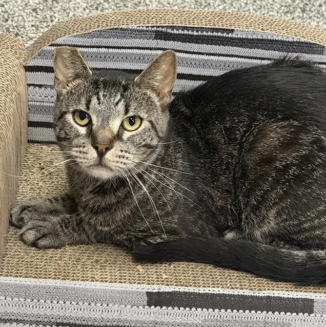 An adult medium-sized male Tabby (Brown / Chocolate) Domestic Short Hair cat named Tim for adoption in Jackson, CA
