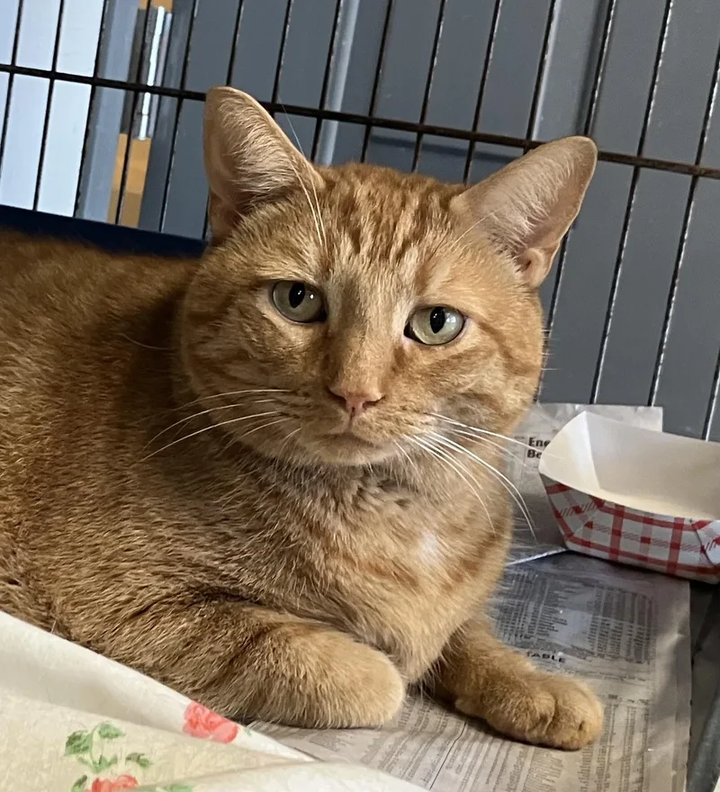 A young large-sized male Orange & White Domestic Short Hair cat named Prancer for adoption in Parma, OH