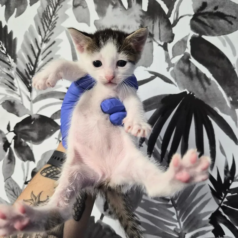 A baby small-sized female White Domestic Short Hair cat named Celeste for adoption in Wahiawa, HI