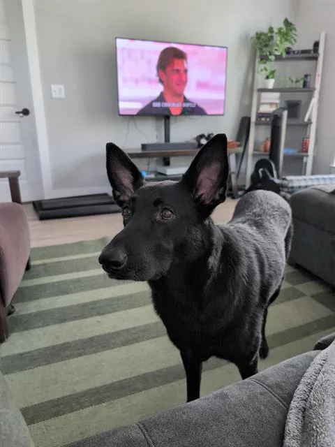 An adult large-sized female Mixed Breed dog named Kaya for adoption in Dallas, TX