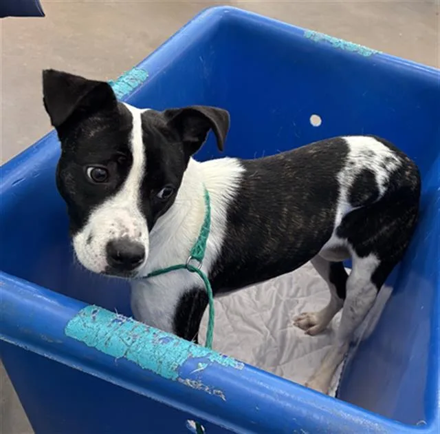 A young medium-sized female Mixed Breed dog named Janet for adoption in Dallas, TX