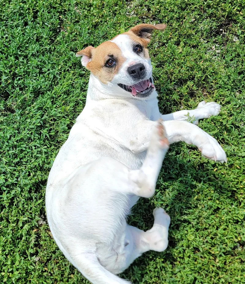 A young medium-sized female Jack Russell Terrier dog named Evie for adoption in Mount Sterling, KY