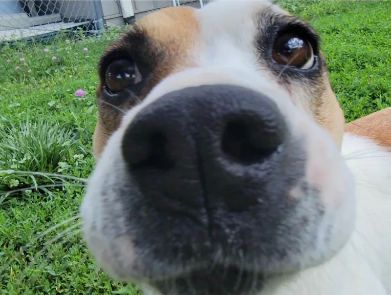 Evie thumbnail 4