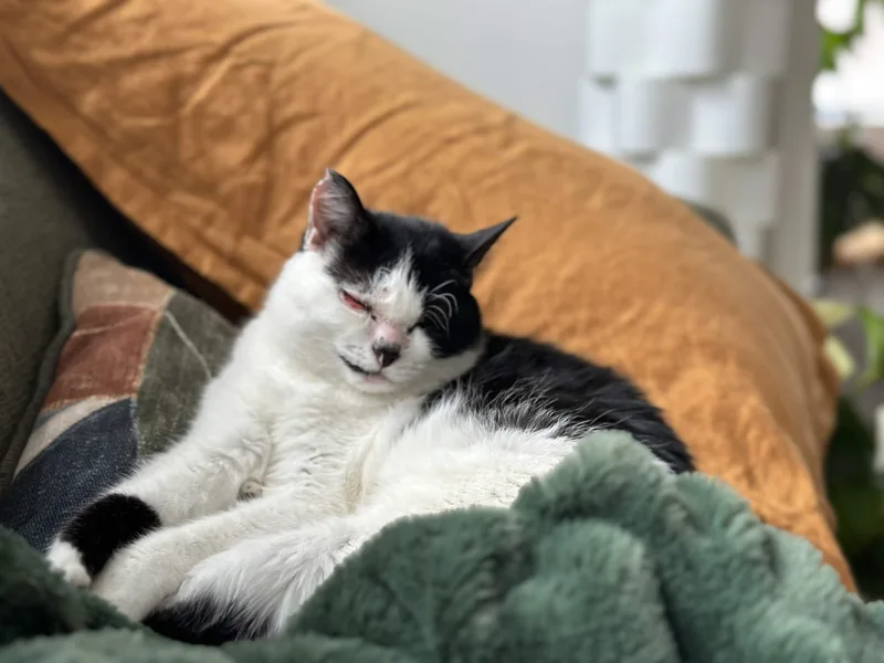 An adult medium-sized female Black & White / Tuxedo Domestic Short Hair cat named Joy for adoption in Weehawken, NJ