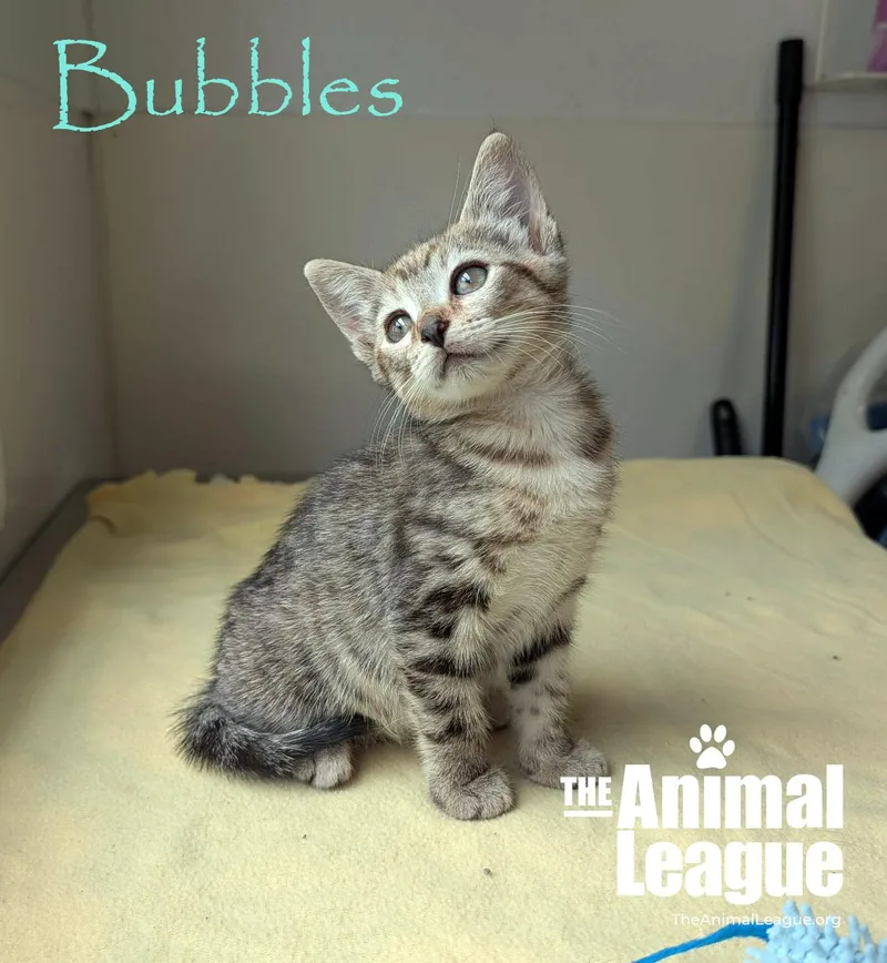 A baby medium-sized female Tabby (Brown / Chocolate) Domestic Short Hair cat named Bubbles for adoption in Groveland, FL