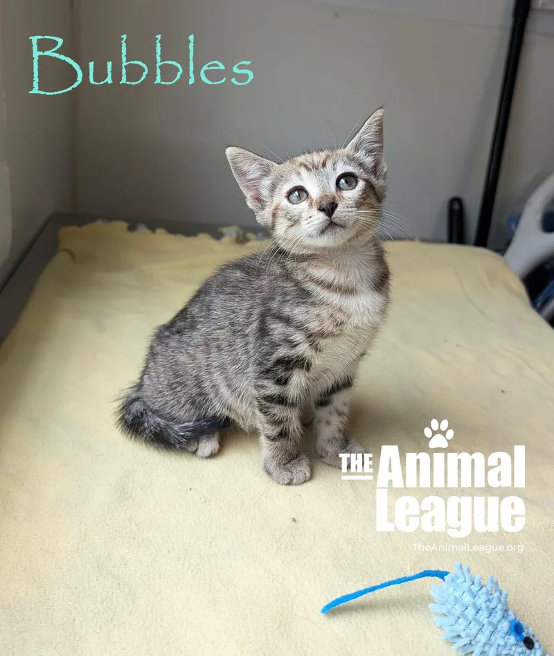 Bubbles thumbnail 4