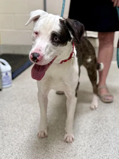 An adult medium-sized male Anatolian Shepherd dog named Cipher for adoption in Downers Grove, IL