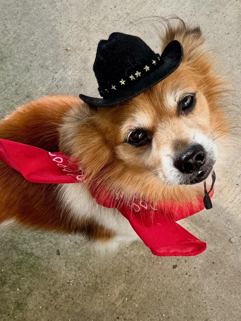 Cowboy thumbnail 3