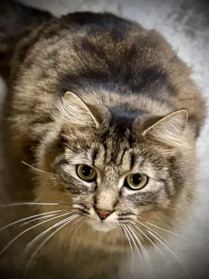 A young small-sized female Domestic Long Hair cat named Hexa for adoption in Port Republic, MD