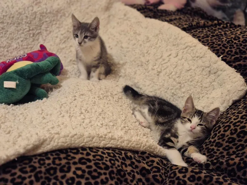 A baby medium-sized male Domestic Short Hair cat named Mars for adoption in New York, NY