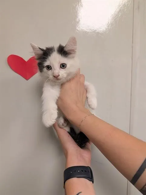 A baby small-sized male Domestic Short Hair cat named Wisp for adoption in Ontario, CA