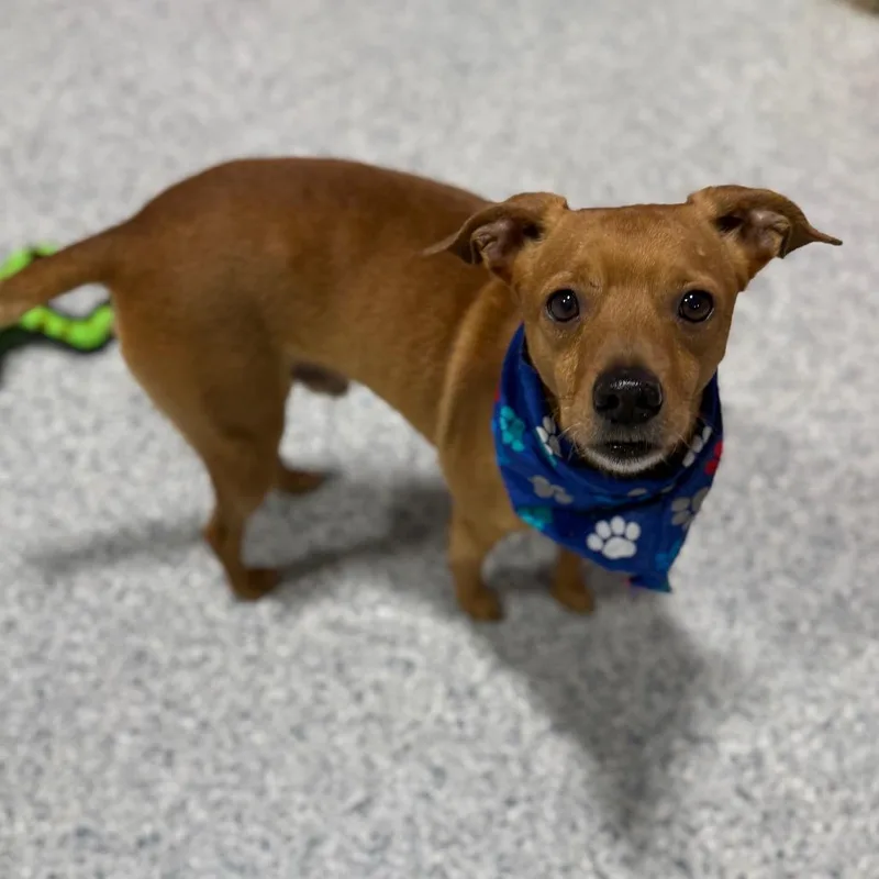 An adult small-sized male Brown / Chocolate Chihuahua dog named Arty for adoption in Newberg, OR