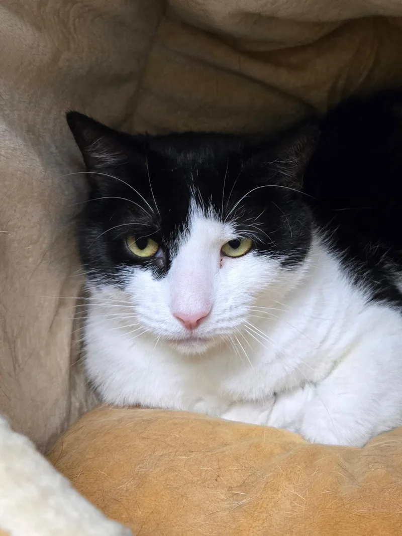 An adult medium-sized female Black & White / Tuxedo Domestic Short Hair cat named Polly for adoption in Cape May, NJ