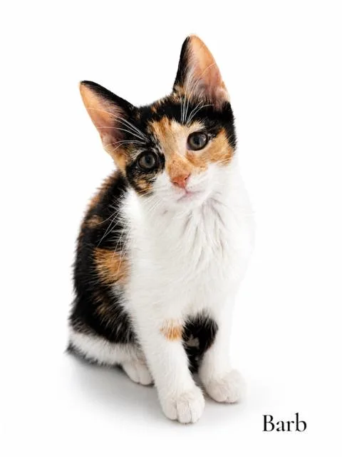 A baby medium-sized female Calico Domestic Short Hair cat named Barb for adoption in Stevensville, MI