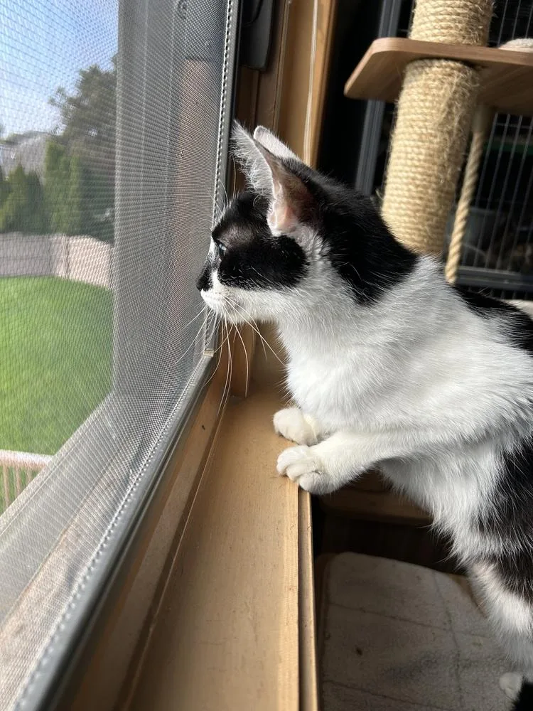 Sahara