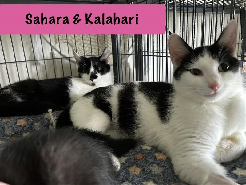 Sahara thumbnail 2