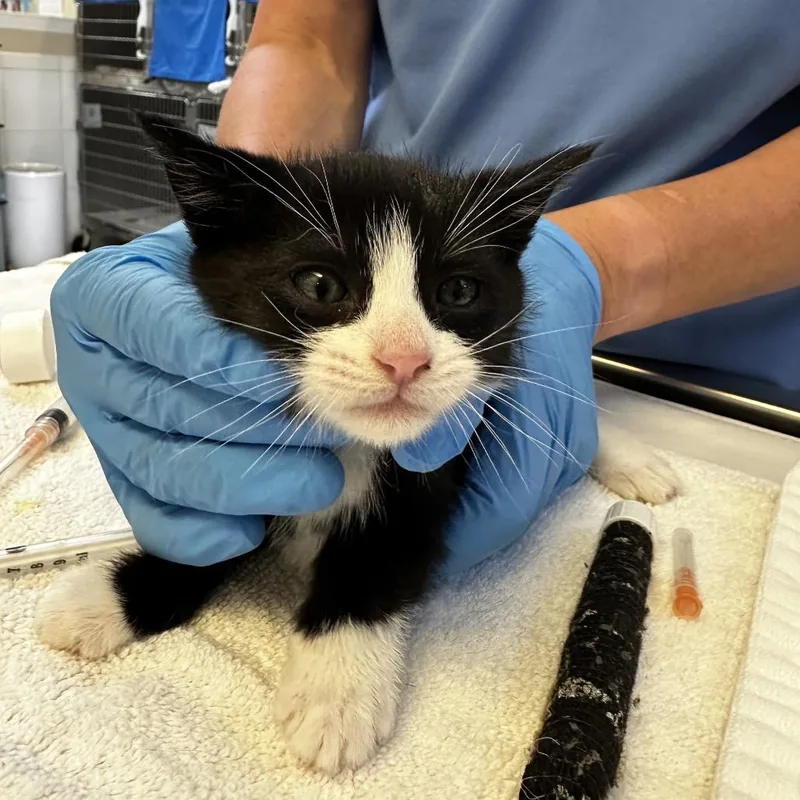 A baby small-sized male Black Domestic Short Hair cat named Nathan for adoption in Ojai, CA