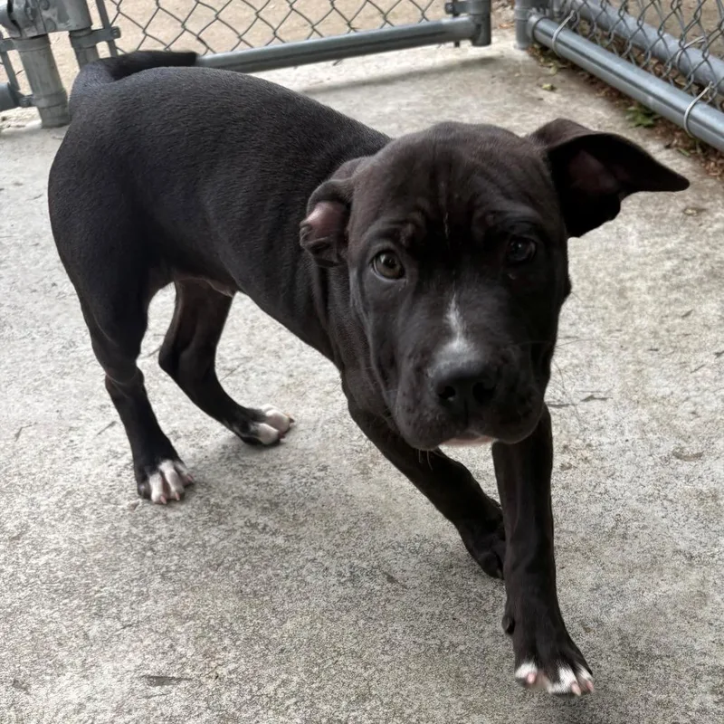 A baby small-sized male Black Mixed Breed dog named Meeko for adoption in East Hanover, NJ