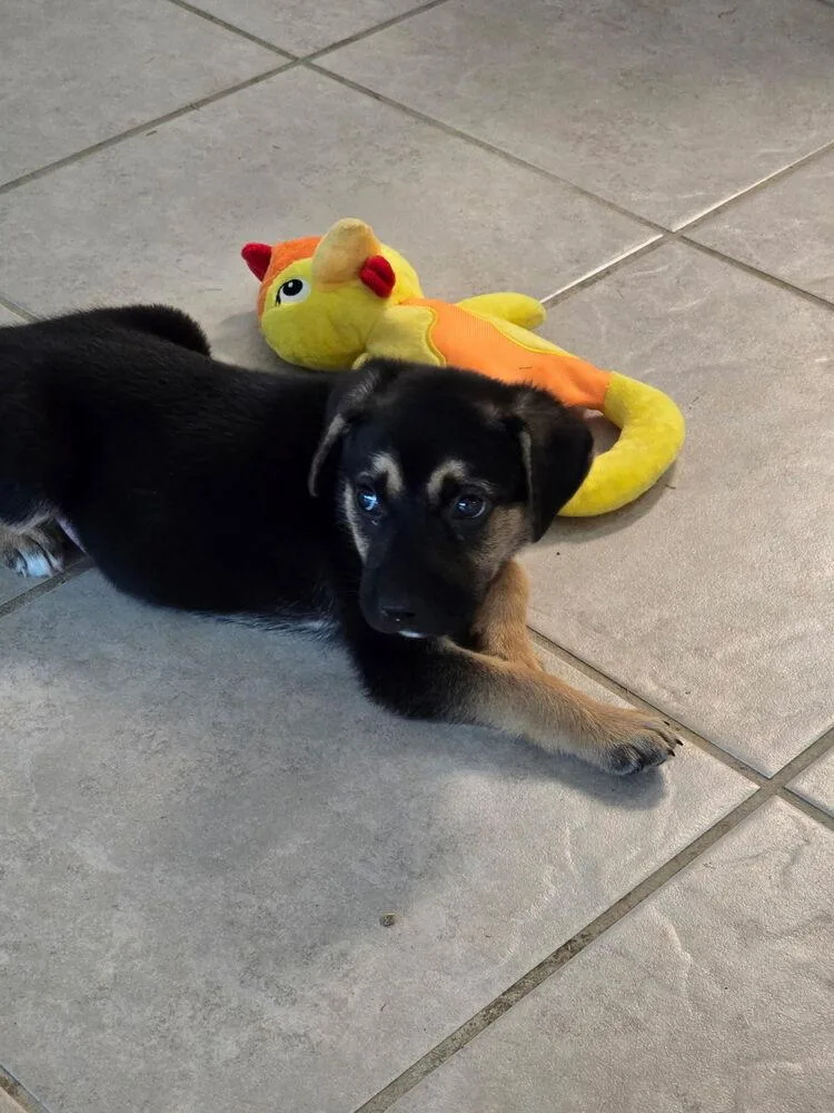 A baby medium-sized male Tricolor (Brown, Black, & White) Mixed Breed dog named Little Bear for adoption in Brookshire, TX