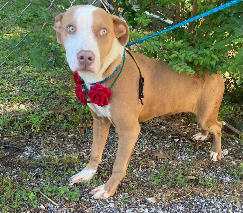 A baby medium-sized female Pit Bull Terrier dog named Dog Kennel for adoption in Greenville, TX