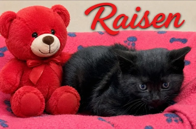 Raisin thumbnail 2
