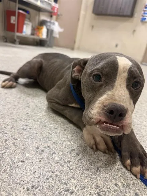 A young medium-sized male Staffordshire Bull Terrier dog named Landon for adoption in Conroe, TX