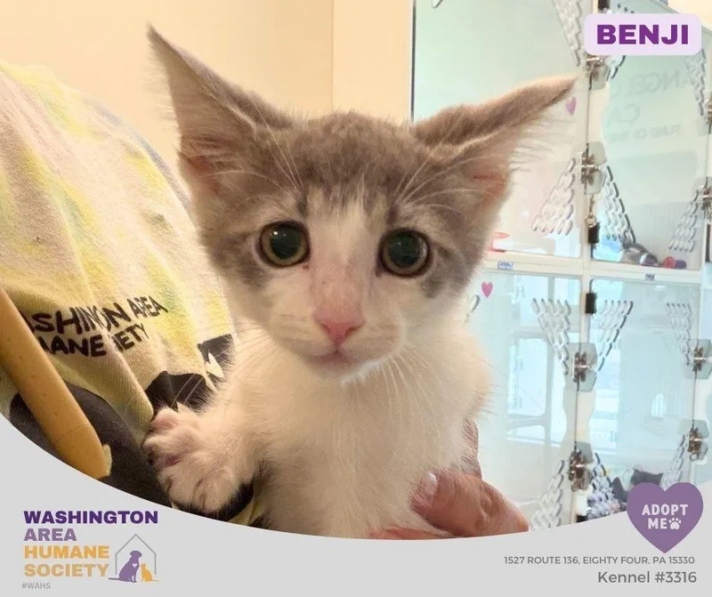 A baby small-sized male Tabby (Gray / Blue / Silver) Domestic Short Hair cat named Benji for adoption in Eighty Four, PA