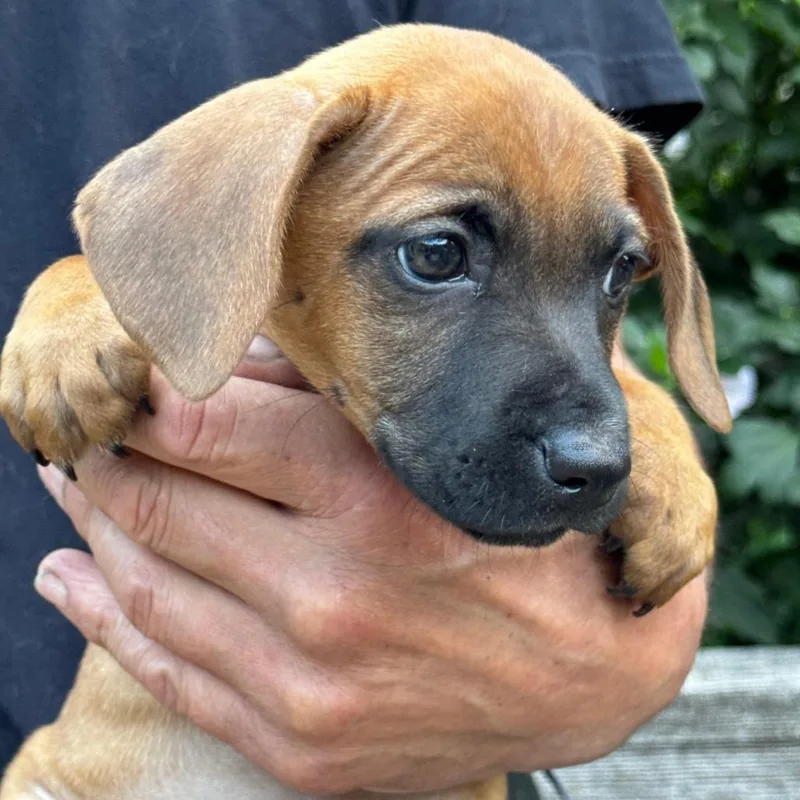 A baby small-sized female Yellow / Tan / Blond / Fawn Dachshund dog named NY Yawna avail Aug for adoption in Stormville, NY