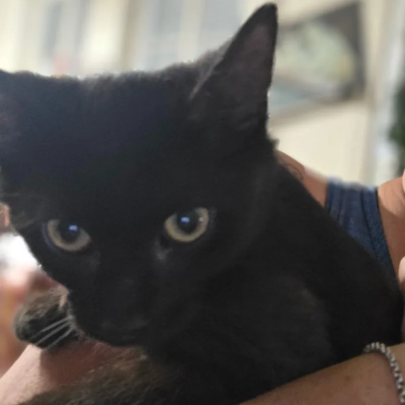 A baby small-sized male American Shorthair cat named Toothless for adoption in Eufaula, AL