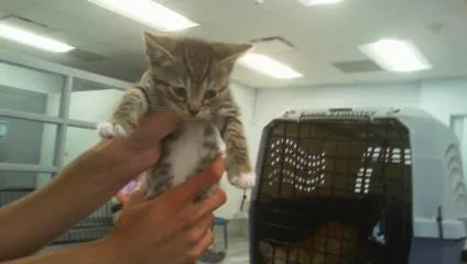 A baby small-sized male Domestic Short Hair cat named A for adoption in Charlotte, NC