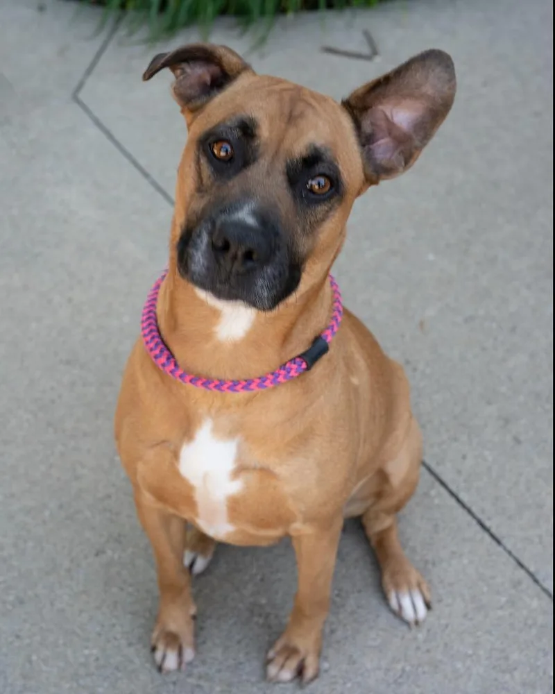An adult large-sized female Staffordshire Bull Terrier dog named Maya for adoption in Boone, IA