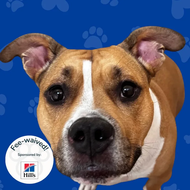 An adult large-sized female Yellow / Tan / Blond / Fawn American Staffordshire Terrier dog named Lucy for adoption in Reno, NV