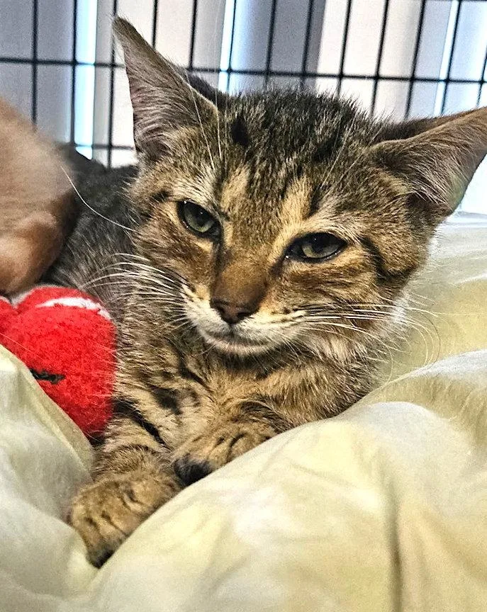 A baby medium-sized male Domestic Short Hair cat named Coolidge for adoption in Albemarle, NC