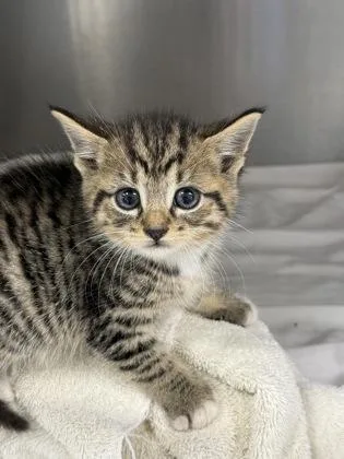 A baby small-sized male Domestic Short Hair cat named Cloudy for adoption in West Chester, PA