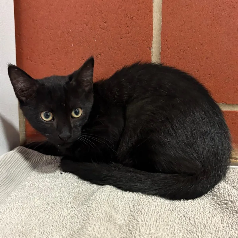 A baby small-sized male Black Domestic Short Hair cat named Kona for adoption in Cabot, AR