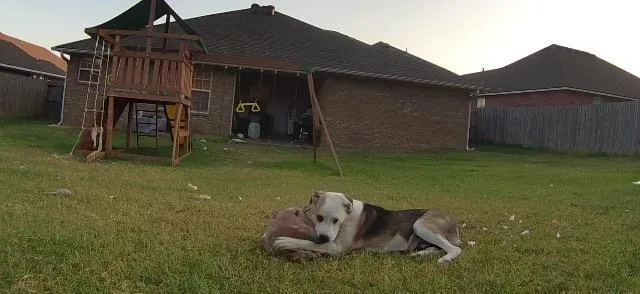 Bandit