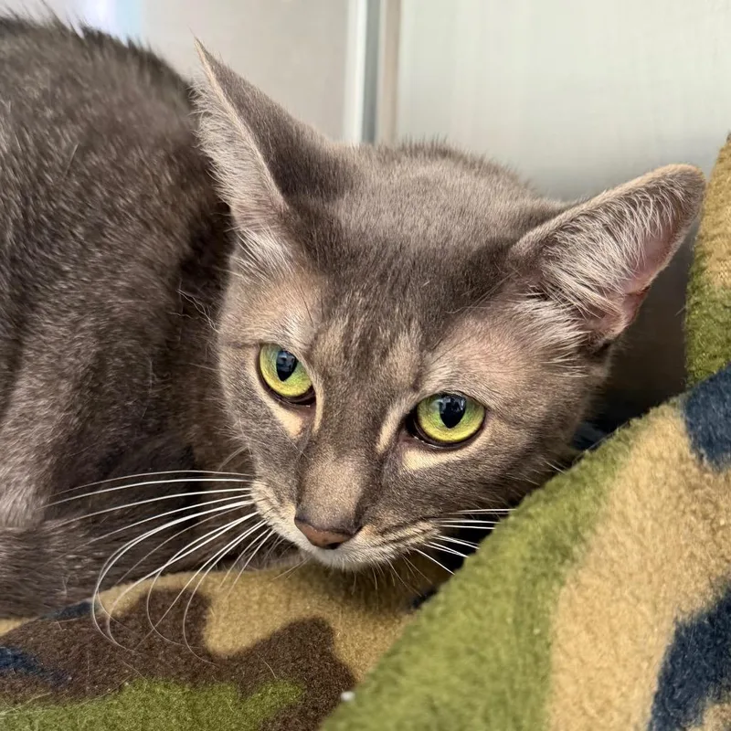 An adult large-sized female Gray / Blue / Silver Domestic Short Hair cat named Mia for adoption in Marshall, TX