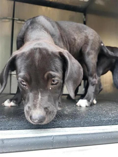 A baby small-sized female Labrador Retriever dog named Nyx for adoption in San Antonio, TX
