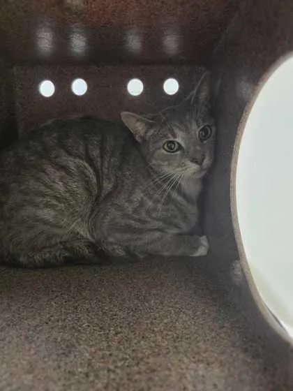 An adult medium-sized female Domestic Short Hair cat named Lovely for adoption in Sevierville, TN