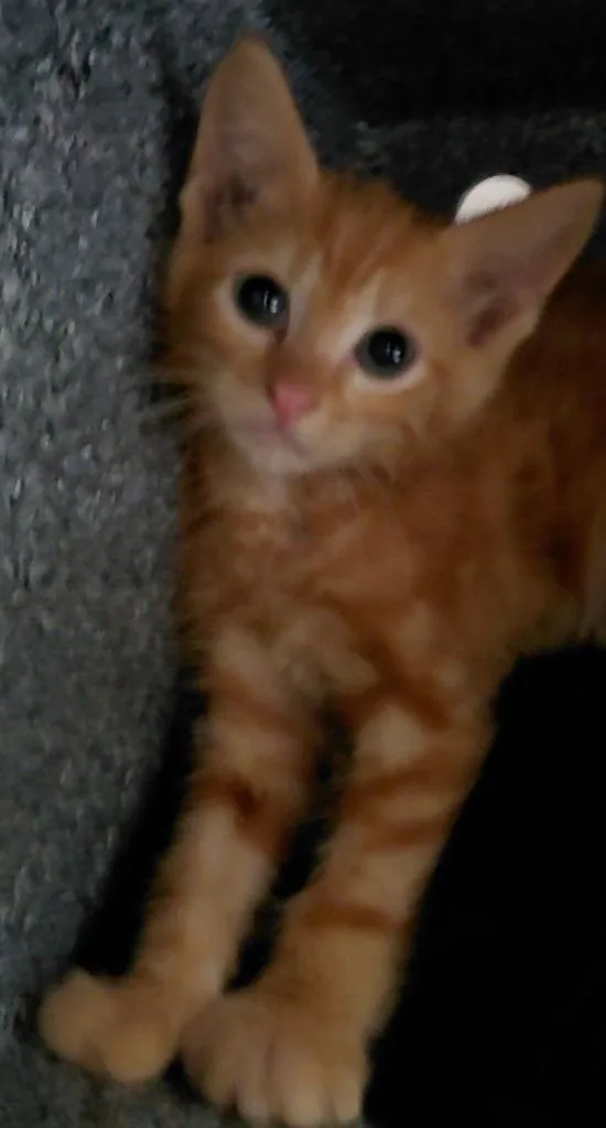 A baby small-sized male Domestic Short Hair cat named Milo for adoption in Henderson, NC